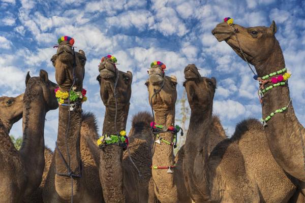 Indien, Pushkar, Kamele in der Wüste Thar