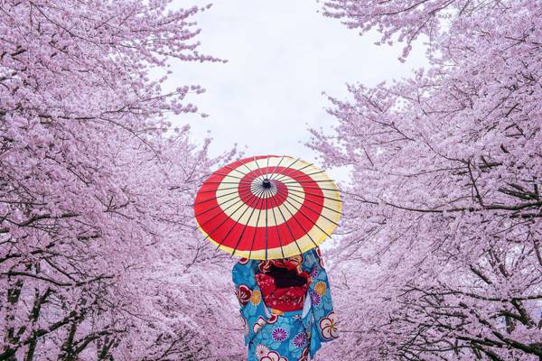 Japan zur Kirschblüte 2026