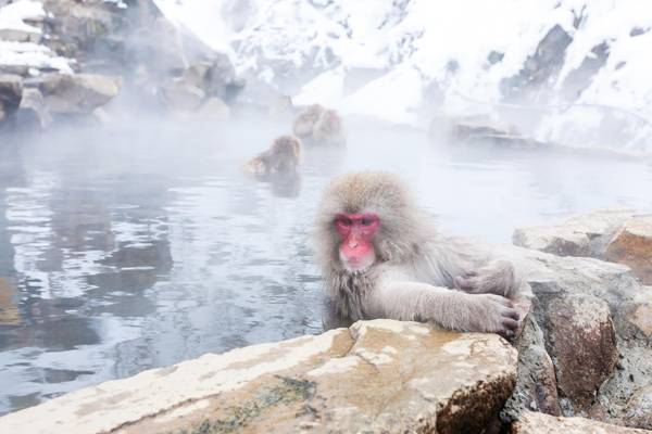 Japan, Badende Scheeaffen im Onsen