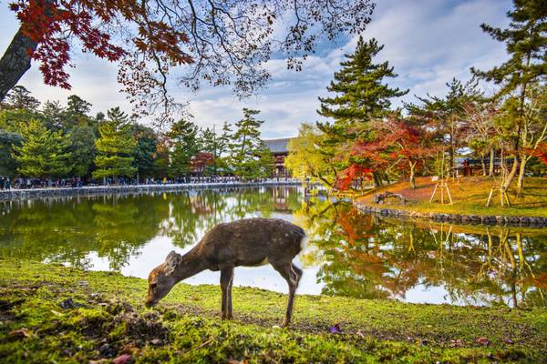 Japan, Hirsche in Nara im Herbst