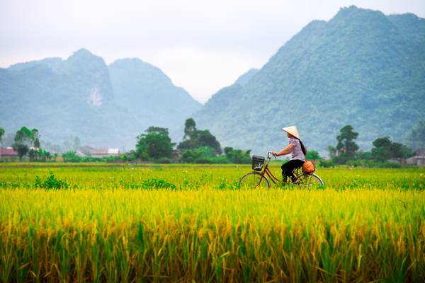 Fahrradfahrerin in Vietnam