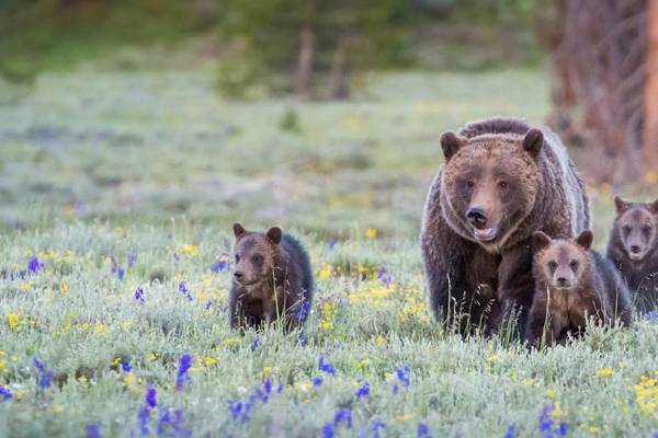 Grizzlybären in Kanada