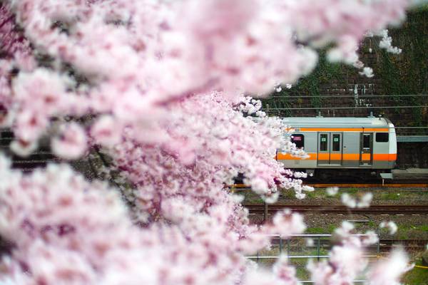 Japan, Zug bei Sakura zur Kirschblüte