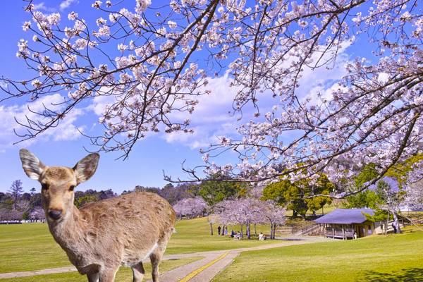 Japan, Nara zur Kirschblüte