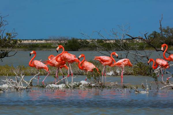 Mexiko, Rio Lagartos, Flamingos