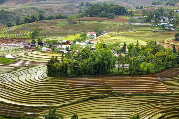 Reisterrassen von Lao Cai